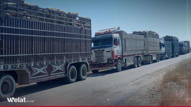 Hasaka: Wheat Procurement Surpasses One Million Metric Tons Despite Slower Daily Intake