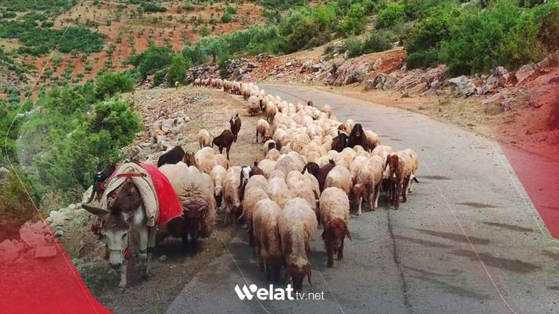 Çekdarên Emşat li navçeya Mabeta bacê li ser şivanên kurd disepînin 