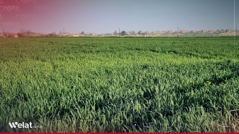 Hasaka Agriculture: Positive Indicators and Limited Infestations for Wheat and Barley Season