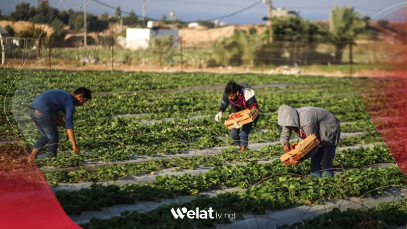 Drought in Syria Threatens Strategic Crops and Water Security