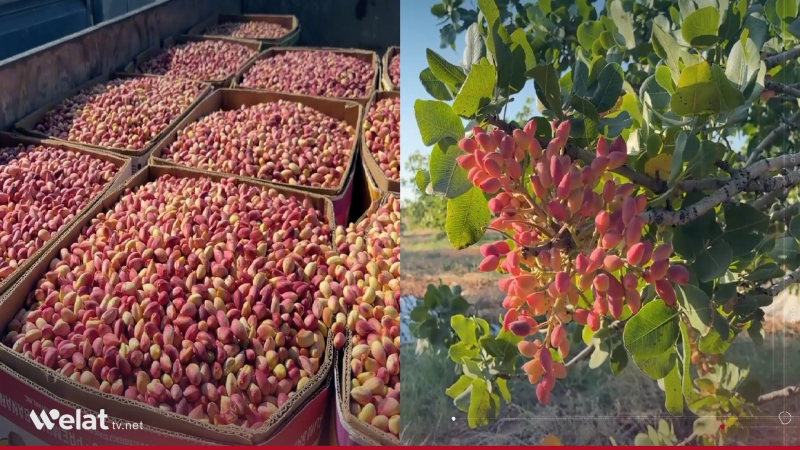 Zeviyên Fisteq Helebî li Sûriyê piştî salên şer careke din geş dibin