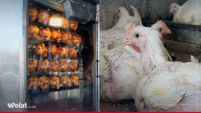 Kobani… Rising Chicken Prices Exacerbate Pressure on Residents and Paralyze Restaurants and Shops' Activity Kobani… Rising Chicken Prices Exacerbate Pressure on Residents and Paralyze Restaurants and Shops' Activity