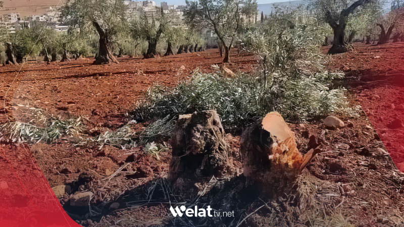 Çalakvanekî ereb: 200 darên kurdekî li Efrînê hatine birîn