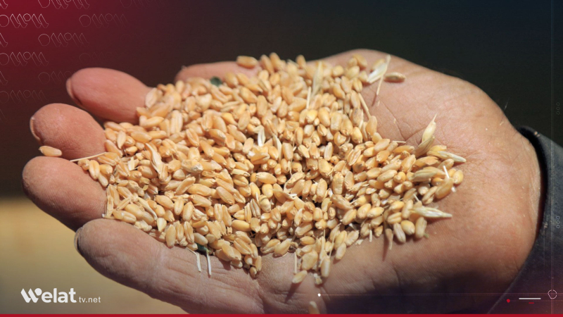 Syria Requires 2.5 Million Tons of Wheat Annually to Ensure Food Security 