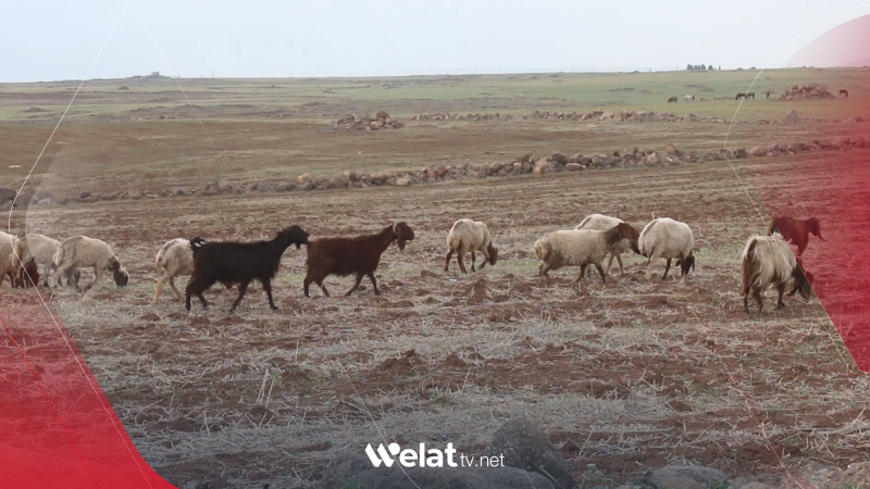 Syrian Kurdistan: Agriculture and Livestock Suffer from Lack of Rain and Solutions