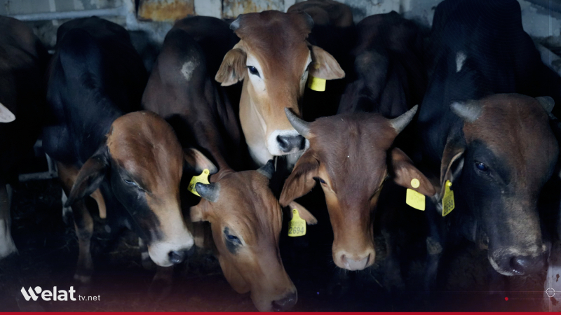 Port of Tartous Receives Transit Shipment of Cattle from Brazil to Iraq