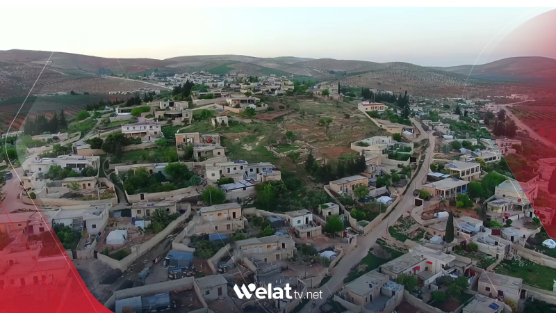 Wêne.. 50 darên zeytûnan li gundewarê Efrînê hatin birîn