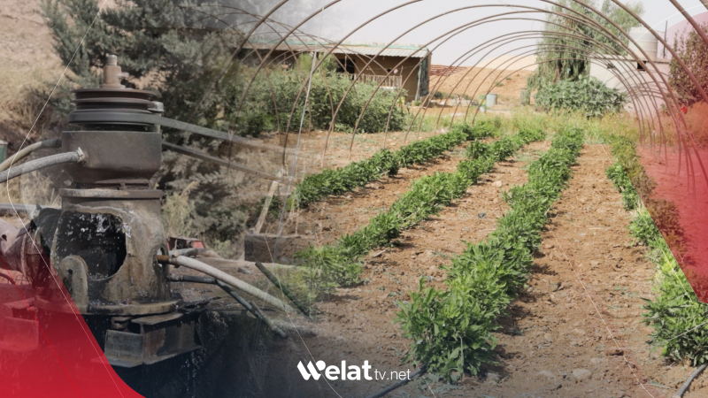 Cotkarên Rojavayê Kurdistanê bi gazinan pêşwaziya demsala çandiniyê dikin